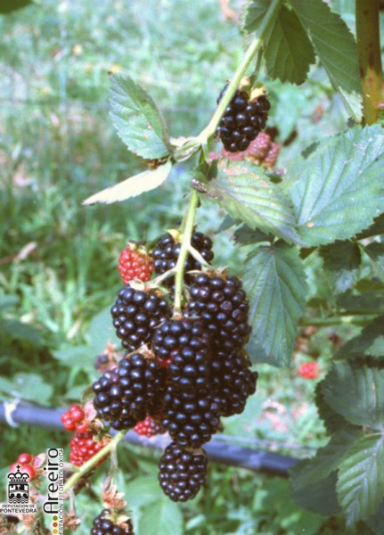 Zarzamora - Blackcurrant - Amora (Rubus sp.) >> Zarzamora (Rubus sp.) - Fruto en la Planta.jpg